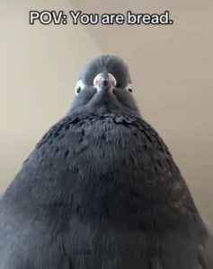 Wat betekent POV