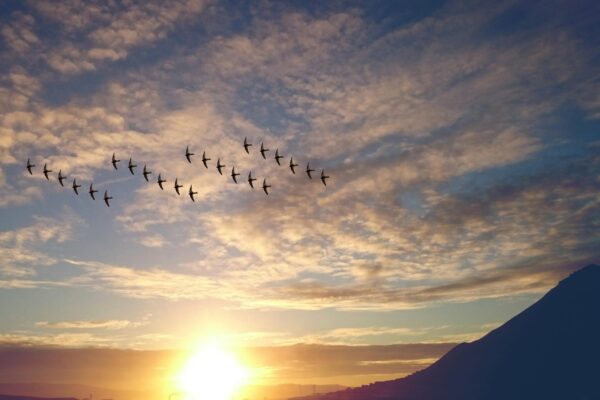 Vliegende vogels symboliseren volgers op Instagram voor solo-ondernemers.