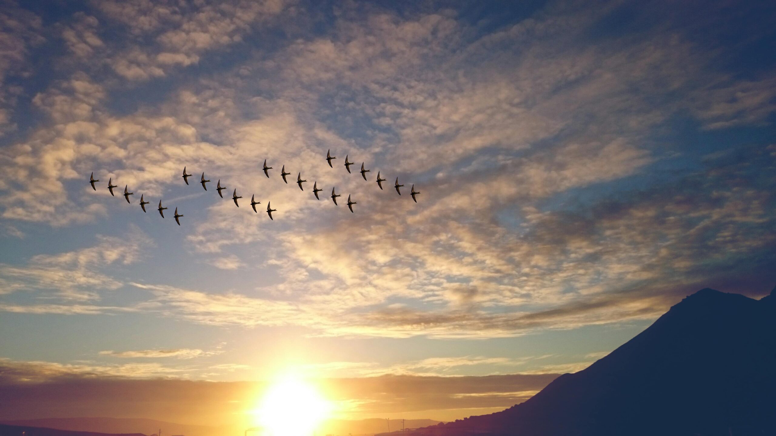Vliegende vogels symboliseren volgers op Instagram voor solo-ondernemers.