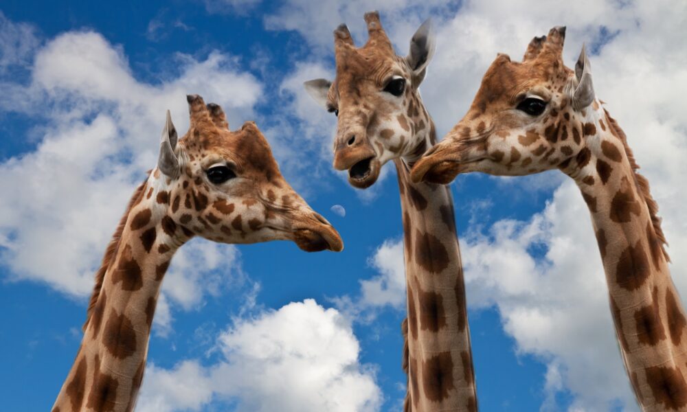 3 giraffen in gesprek, net zoals een ondernemer via e-mailmarketing persoonlijk in gesprek is met zijn klanten