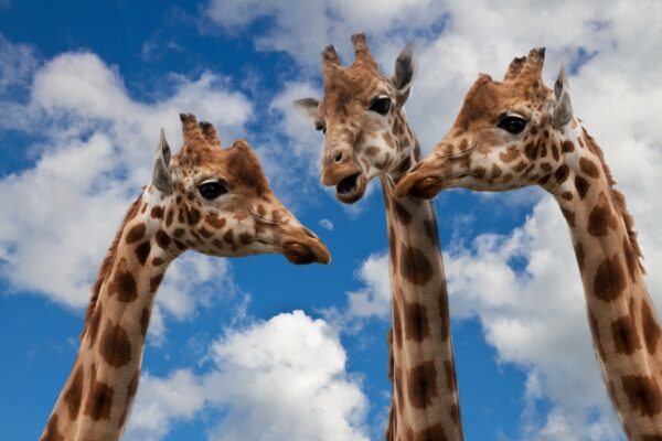 3 giraffen in gesprek, net zoals een ondernemer via e-mailmarketing persoonlijk in gesprek is met zijn klanten